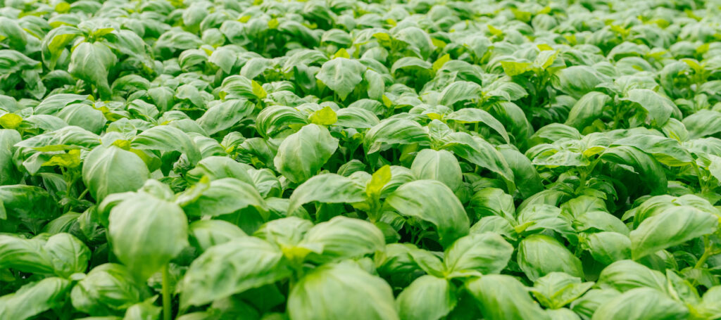 microgreens

